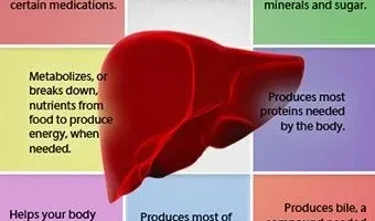 The Liver’s Crucial Function in Storing Fat: What You Need to Know