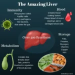 The Surprising Factors That Can Slow Down Liver Metabolism