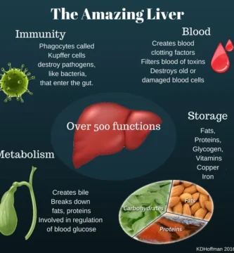 The Surprising Factors That Can Slow Down Liver Metabolism