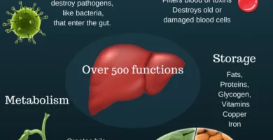 The Surprising Factors That Can Slow Down Liver Metabolism