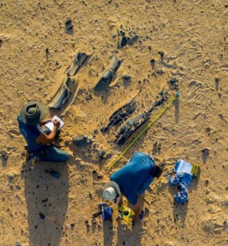 New Spinosaurus species had a massive head crest : NPR