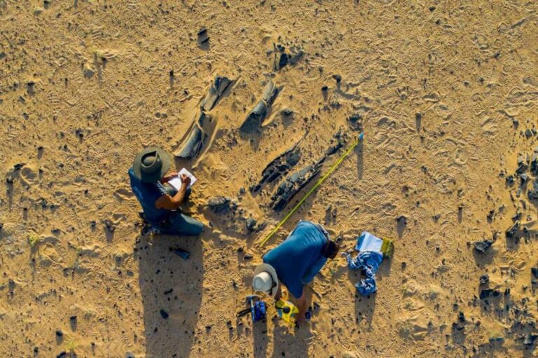 New Spinosaurus species had a massive head crest : NPR