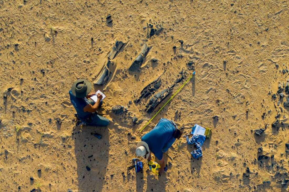 New Spinosaurus species had a massive head crest : NPR