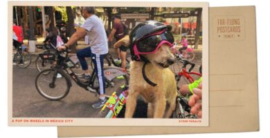 Helmeted dog on bike in Mexico City : NPR