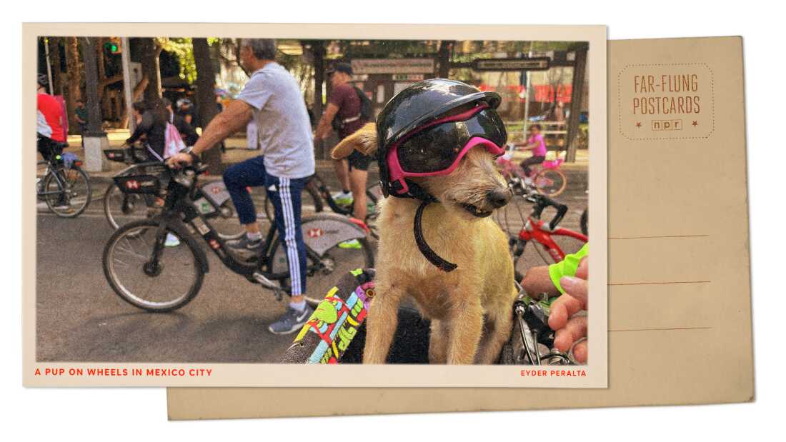 Helmeted dog on bike in Mexico City : NPR