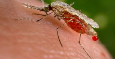 Mosquitoes carrying malaria are evolving more quickly than insecticides can kill them – researchers pinpoint how