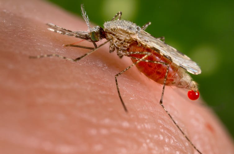 Mosquitoes carrying malaria are evolving more quickly than insecticides can kill them – researchers pinpoint how