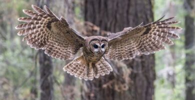 Trump’s ‘God Squad’ pits energy vs. endangered species, but it’s a false choice – protecting wildlife can be good for business