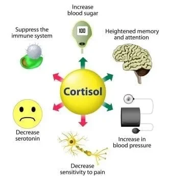 How Chronic Stress Can Impact Your Liver