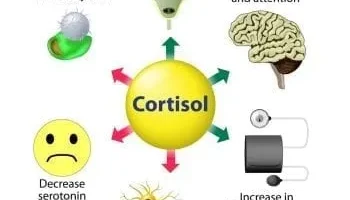 How Chronic Stress Can Impact Your Liver
