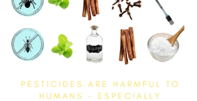 How to Get Rid of Ants Naturally
