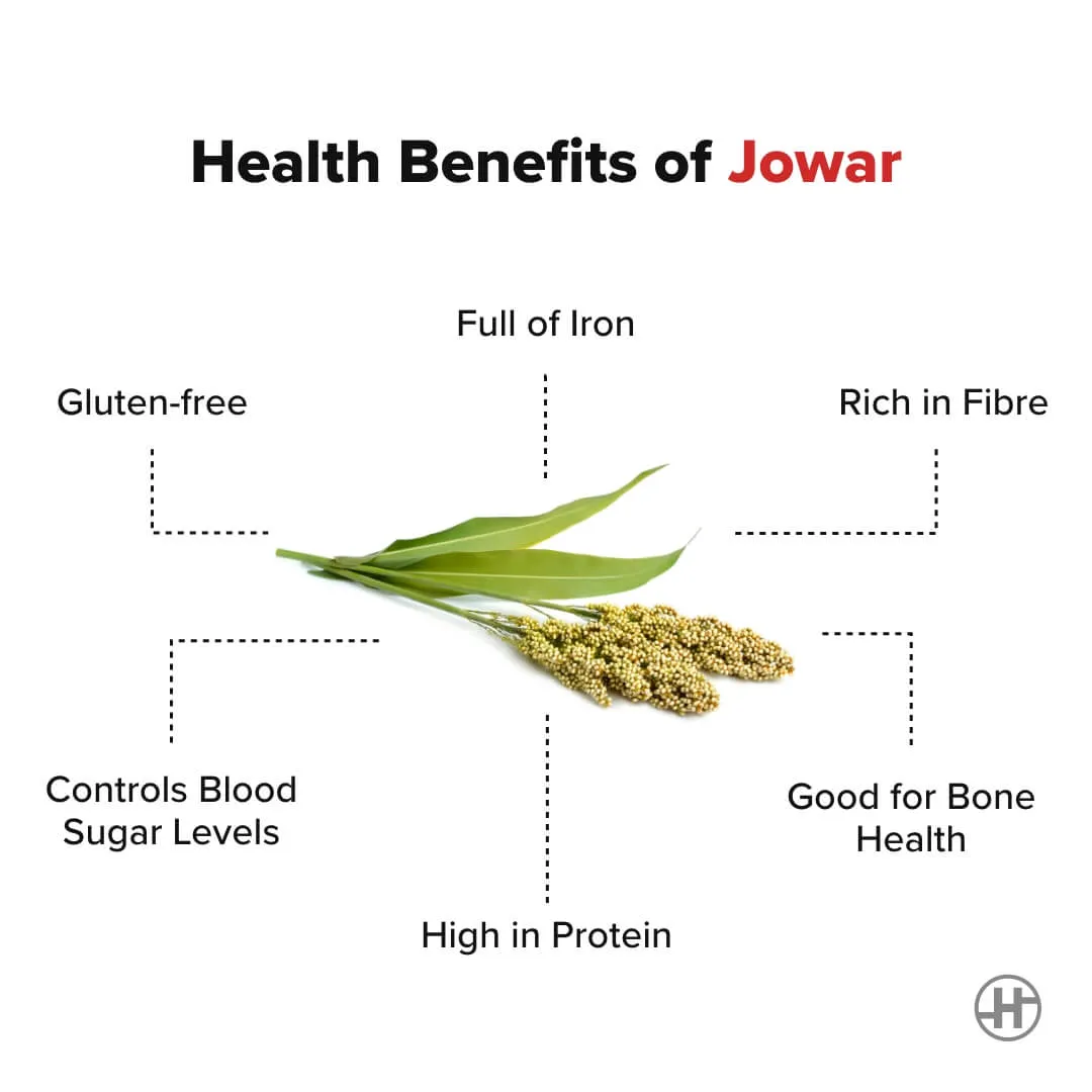 Jowar (Sorghum) – Benefits, Nutrition Value, & Recipes