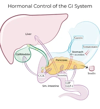 The Role of Hormones in Regulating Liver Function