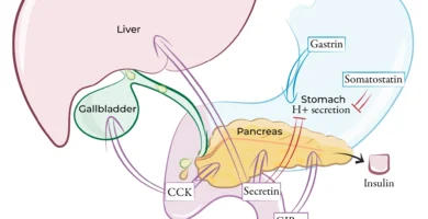 The Role of Hormones in Regulating Liver Function