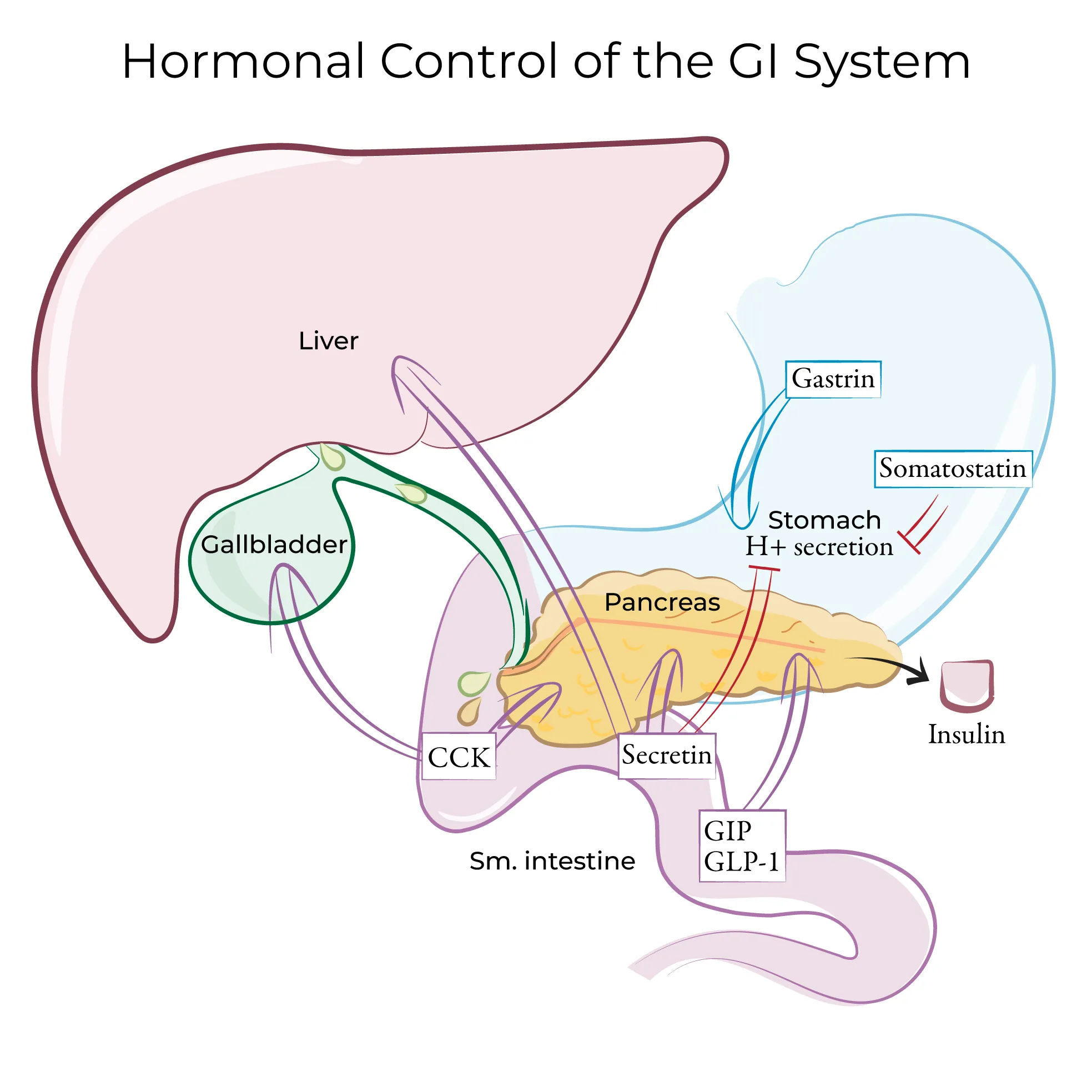 The Role of Hormones in Regulating Liver Function