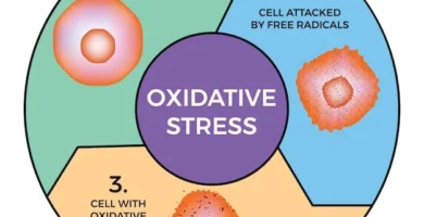 Understanding the Role of Oxidative Stress in Liver Disease