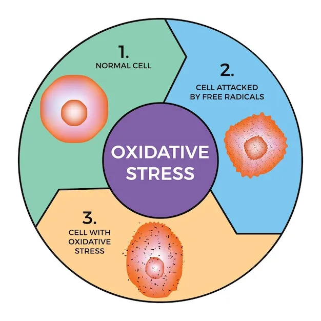 Understanding the Role of Oxidative Stress in Liver Disease