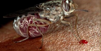 Sleeping sickness could be wiped out with this new drug : NPR