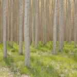 Don’t just plant trees, plant forests to restore biodiversity for the future