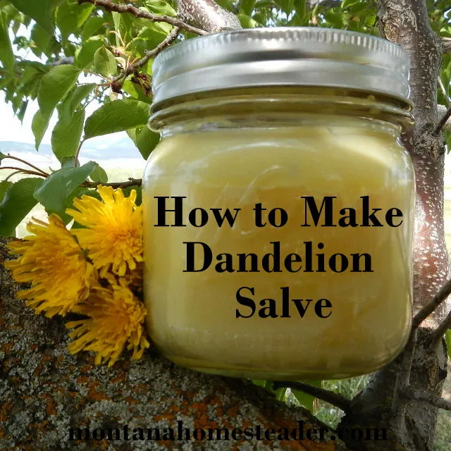 How to Make Dandelion Salve (For Sore Muscles and Healthy Skin)