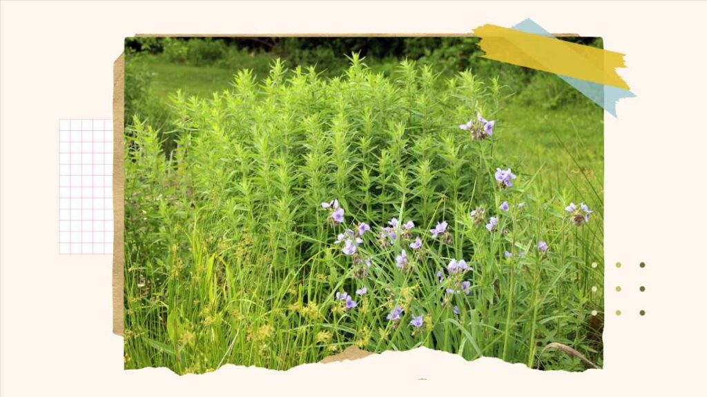 How to replace your lawn with wildlife friendly gardens : NPR How to replace your lawn with wildlife friendly gardens : NPR