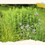 How to replace your lawn with wildlife friendly gardens : NPR