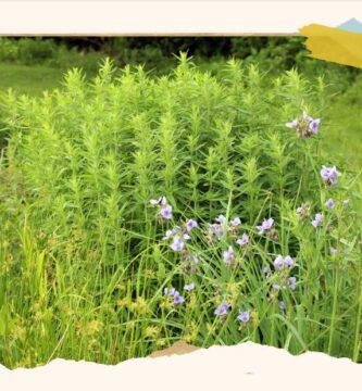 How to replace your lawn with wildlife friendly gardens : NPR