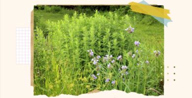 How to replace your lawn with wildlife friendly gardens : NPR