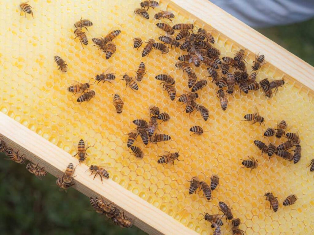 Bees have coexisted with us for over a millennia. Their name remains a mystery : NPR Bees have coexisted with us for over a millennia. Their name remains a mystery : NPR