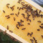 Bees have coexisted with us for over a millennia. Their name remains a mystery : NPR