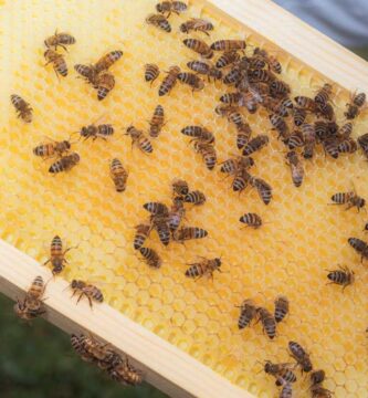 Bees have coexisted with us for over a millennia. Their name remains a mystery : NPR