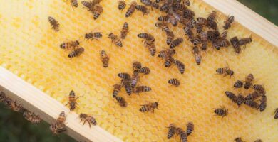 Bees have coexisted with us for over a millennia. Their name remains a mystery : NPR